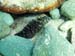 Rosy Blenny