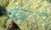 Scrawled Cowfish fleeing