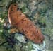 Sea Cucumber m