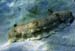 Sea Cucumber