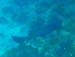 Shark in distance