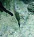 Sharpnose Puffer b