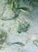 Sharpnose Puffer c