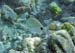 Silver Porgy m