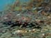Silversides
