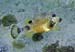 Smooth Trunkfish g