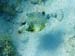 Smooth Trunkfish m