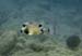 Smooth Trunkfish