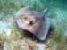 Southern Stingray b