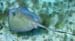 Southern Stingray m