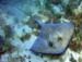 Southern Stingray n