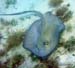 Southern Stingray o