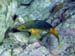 Spanish Hogfish