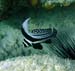 Spotted Drum