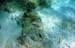 Spotted Goatfish 