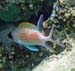 Squirrelfish
