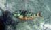 Stoplight Parrotfish#4EB1B4