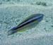 Striped Parrotfish m