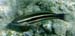 Striped Parrotfish n