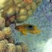 Threespot Damselfish Juv