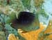 Threespot Damselfish g