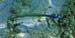 Trumpetfish (Gr-Blue)