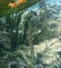 Trumpetfish on it's head
