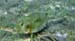 Trunkfish a