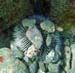 West Indean Sea Egg