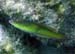 Yellowcheek Wrasse