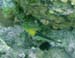 Yellowhead Wrasse
