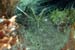 Yellowline Arrow Crab