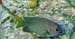 Yellowtail Damselfish F