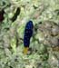 Yellowtail Damselfish Juv b