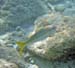 Yellowtail Snapper