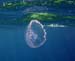 moon jellyfish
