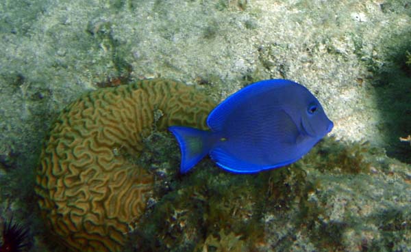 Brain Coral & Blue Tang