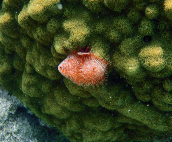 Christmas Tree Worm