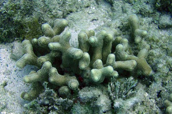 Finger Coral