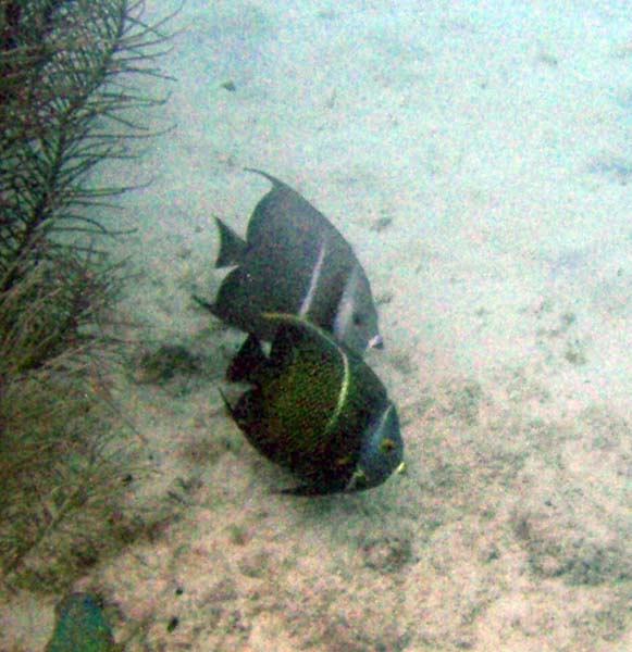 Gray Angelfish juv