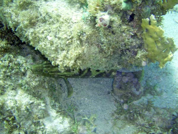 Grouper hiding