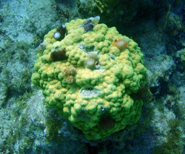 Mustard Hill Coral