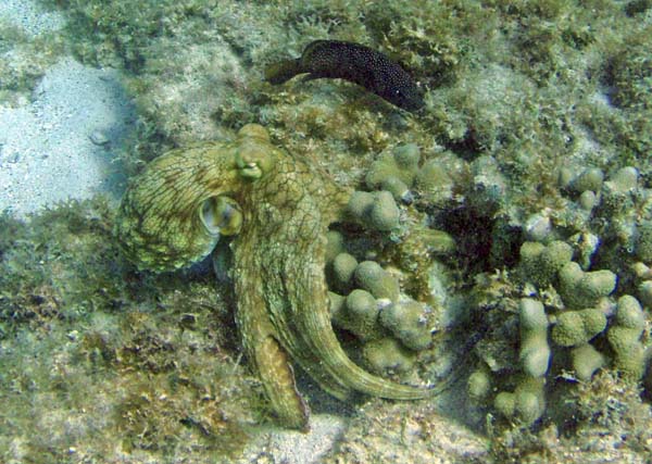 Octopus g