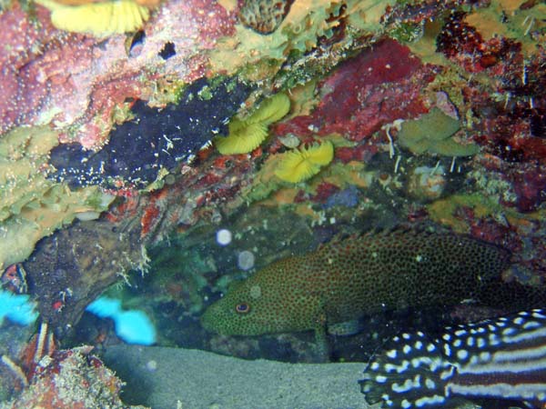 Red Hind in Drum cave