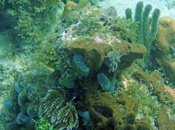 Reef Communituy
