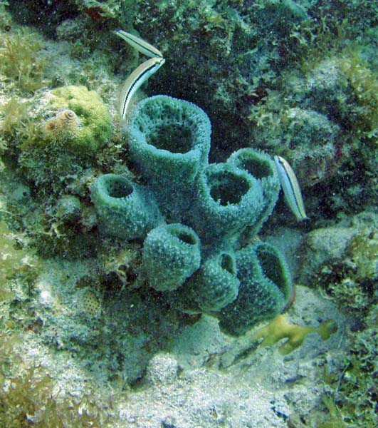 Sponge & Slippery Dick Juv