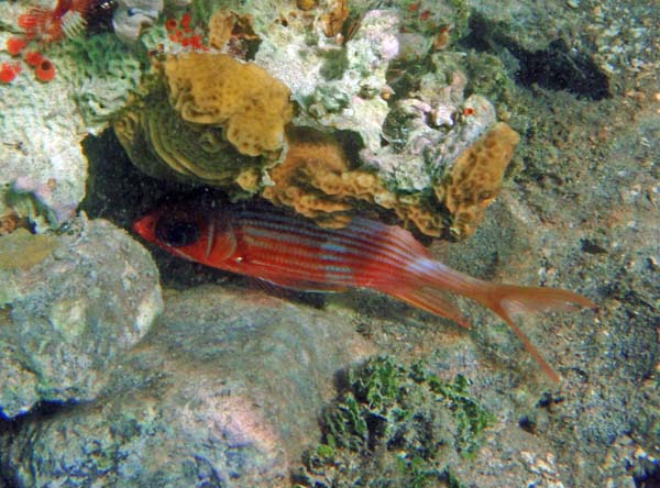 Squirrelfish b