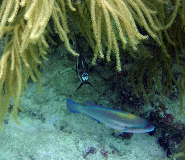 Striped Parrotfish