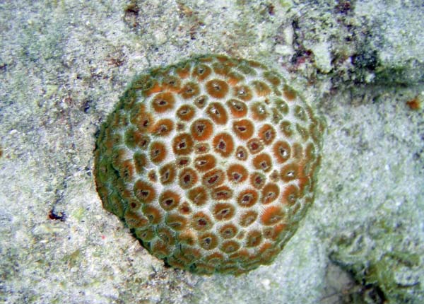 White Encrusted Zoanthid