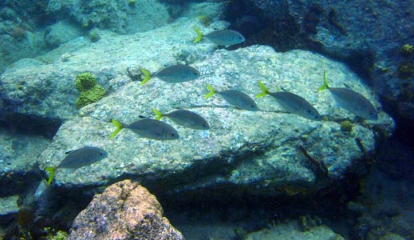 Yellowtail Jack Pack